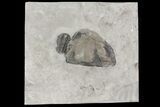 Calymene Niagarensis Trilobite & Trimerus Head - New York #68401-2